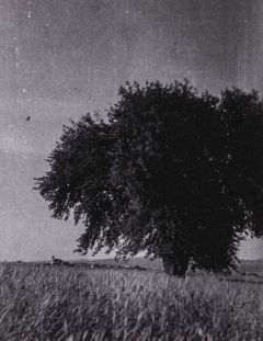 hruška 04